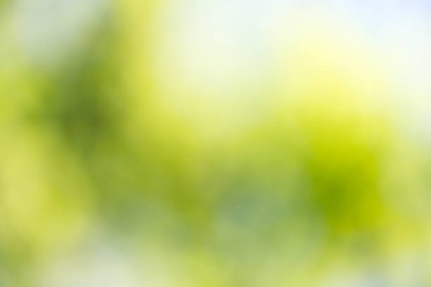 istock beautiful bokeh in nature 873315130