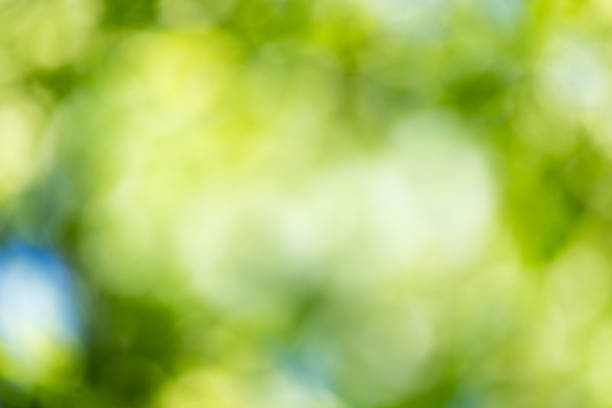 istock beautiful bokeh in nature 873315246