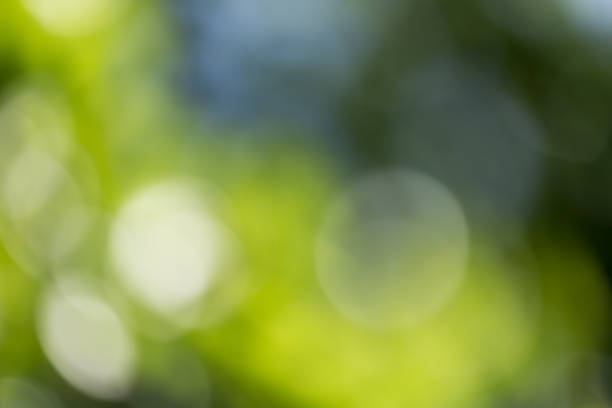 istock beautiful bokeh in nature 873316110