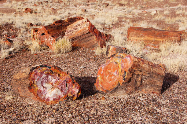 istock Petrified-Forest-National-Park, Arizona, USA 873319250