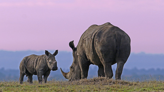 Wildlife pictures from Samburu National Reserve and Nairobi National Park in Kenya