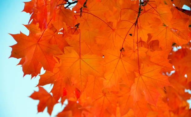 istock Sugar maple branches with red leaves during late indian summer - 3 873325174