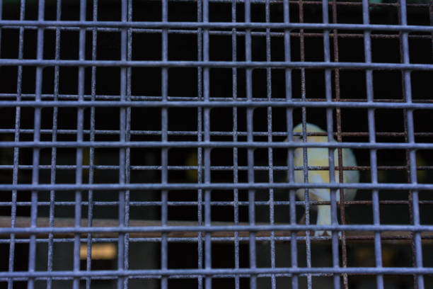 budgerigar birds in cage behind fence different colours animal pet