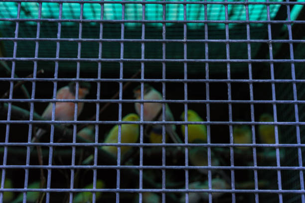 budgerigar birds in cage behind fence different colours animal pet