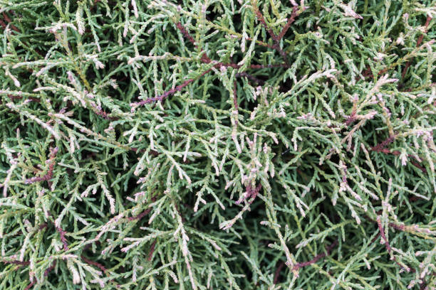 istock Natural photographic background 873325922