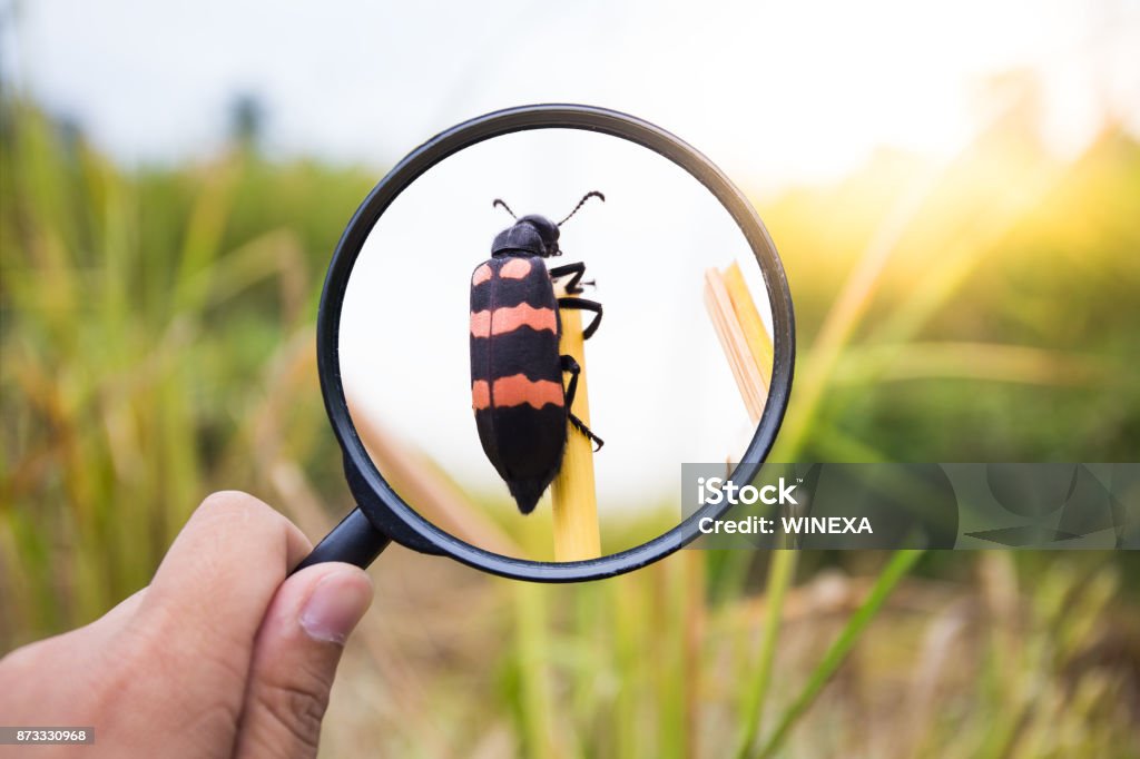 hand with magnifying glass screen insect on top of cutted rice , countryside, Thailand Agricultural Field Stock Photo