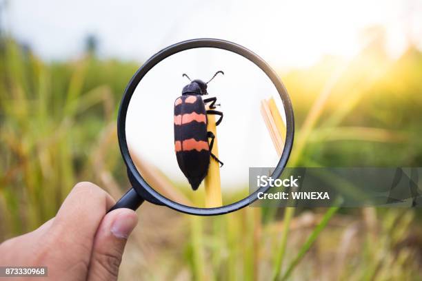 Hand With Magnifying Glass Screen Insect On Top Of Cutted Rice Countryside Thailand Stock Photo - Download Image Now