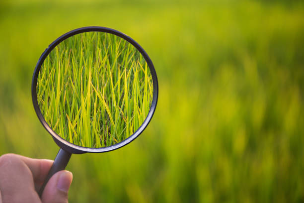 istock Magnifying glass scan green rice on field with blure background 873331252