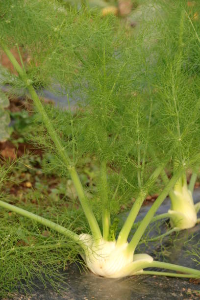 istock Fennel - Foeniculum vulgare-growing on a field 873333834