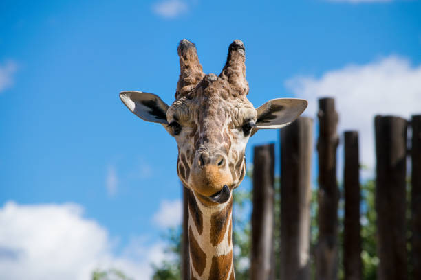 istock Giraffe and his Tongue 873333976