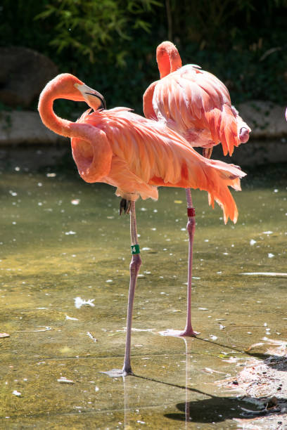 istock Flamingos in the Water 873334178