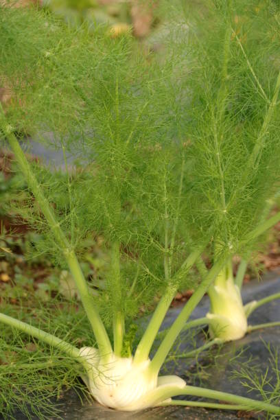 istock Fennel - Foeniculum vulgare-growing on a field 873334264