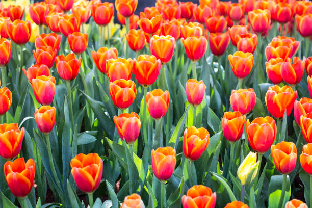 istock Tulips in the garden background 873334382