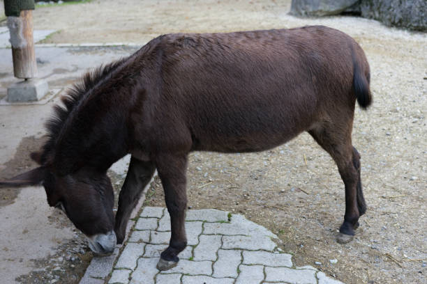 istock brown donkey in park side view in animal farm 873334778