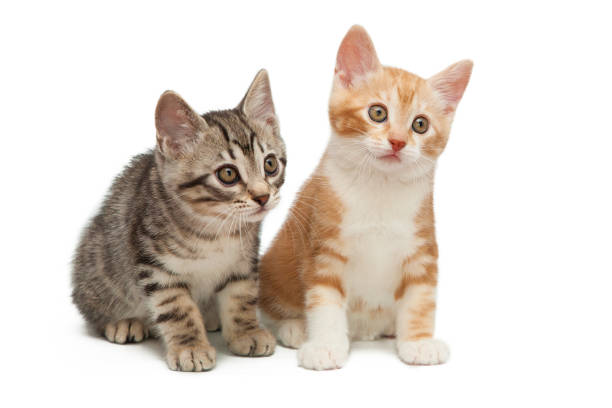 istock Gray and red small kittens isolated on white background. 873335296