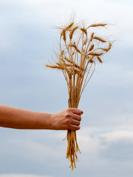istock A bunch of golden wheat 873335694