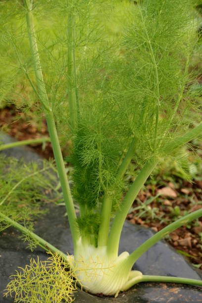 istock Fennel - Foeniculum vulgare-growing on a field 873336132