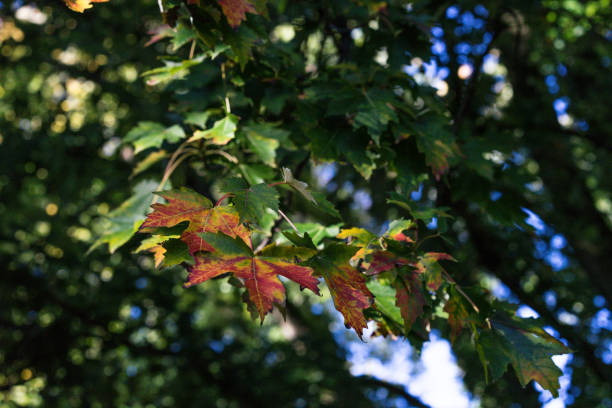 istock red green leaves leaf on tree in autumn fall season 873336288