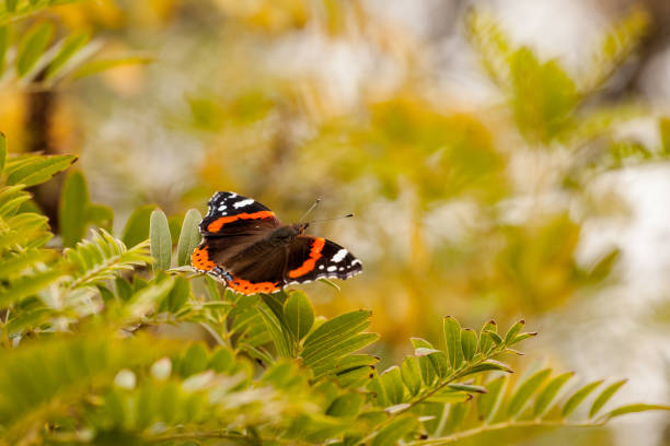 istock A well-known colorful butterfly 873336326