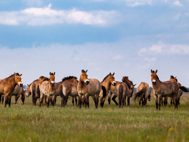 istock Przewalski's horses in the prairie 873336362