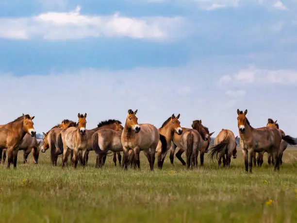 Herd of Przewalski's horses in the prairie at the background of big clouds