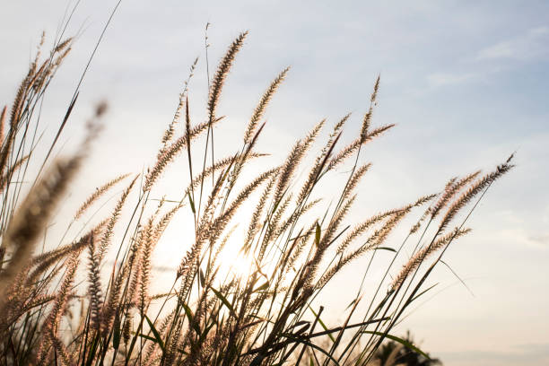 istock grass silhouette and ligth sunset nature background. 873336590