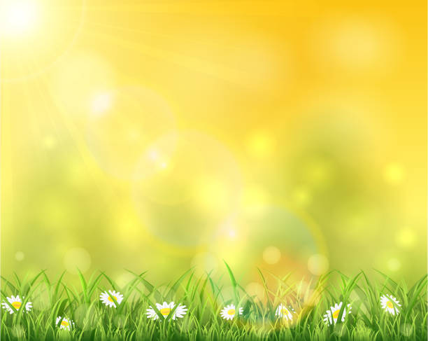 ilustrações, clipart, desenhos animados e ícones de natureza e sol sobre a grama - spring flower backgrounds field