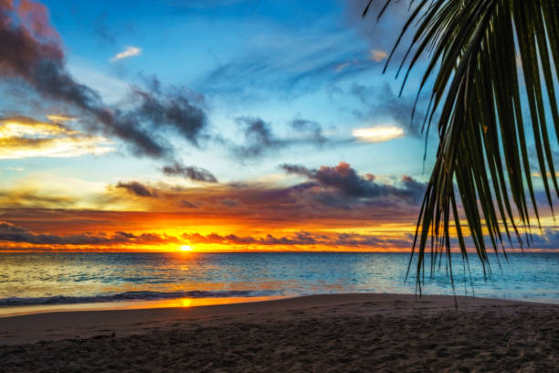 istock looking through palm leaf at sunset at anse georgette,praslin,seychelles 24 873338130
