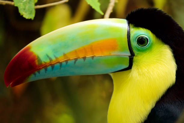 istock Keel-billed Toucan (Ramphastos sulfuratus) close-up portrait, Gamboa, Panama 873339662