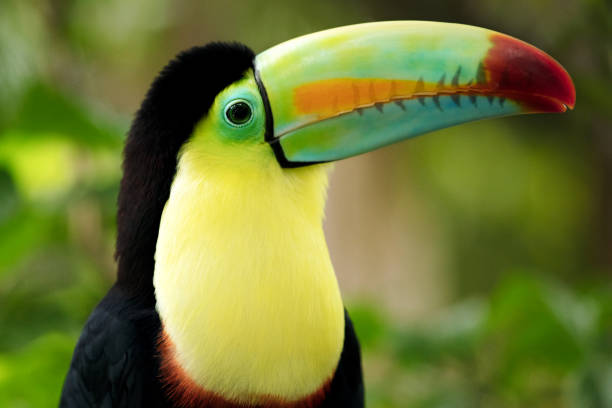 istock Keel-billed Toucan (Ramphastos sulfuratus) close-up portrait, Gamboa, Panama 873340206