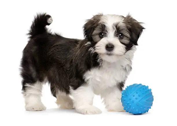 Cute silver sable havanese puppy dog standing with a blue toy ball, isolated on white background