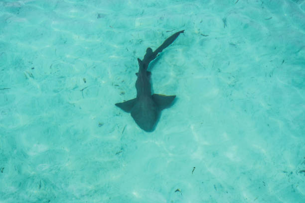 istock Nurse Shark, Abaco Island, Bahamas 873340398