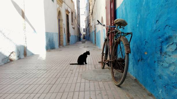 Black cat standing next to an old city bicycle in a narrow street with blue colors