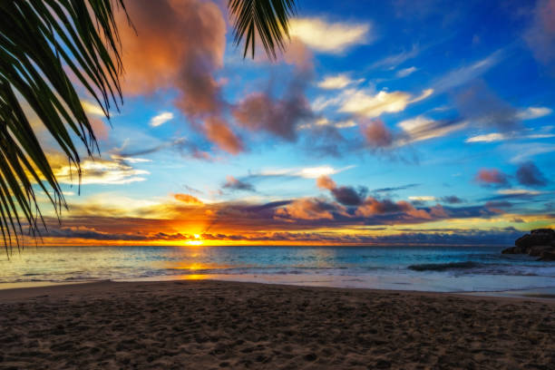 istock looking through palm leaf at sunset at anse georgette,praslin,seychelles 11 873352476