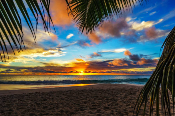 istock looking through palm leaf at sunset at anse georgette,praslin,seychelles 9 873359418