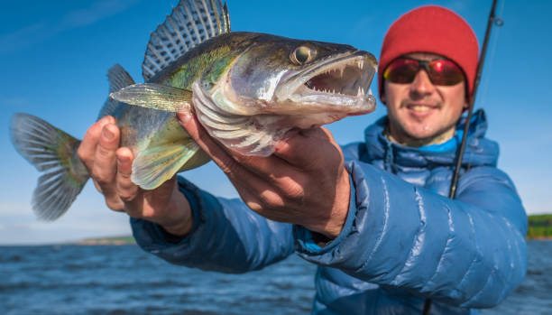 istock Happy angler holds angry Zander fish 873365688