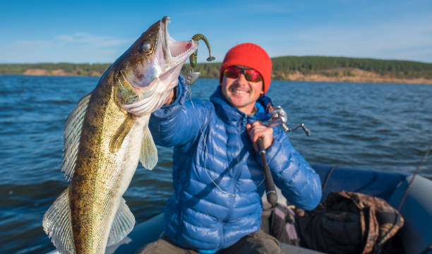 istock Happy angler holds fish Zander 873368038