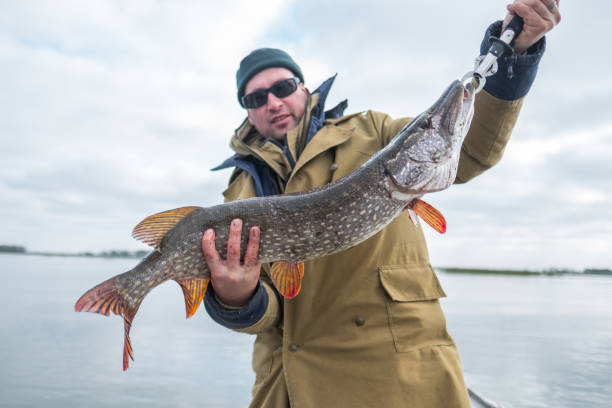 istock Amateur angler holds big pike fish 873368470