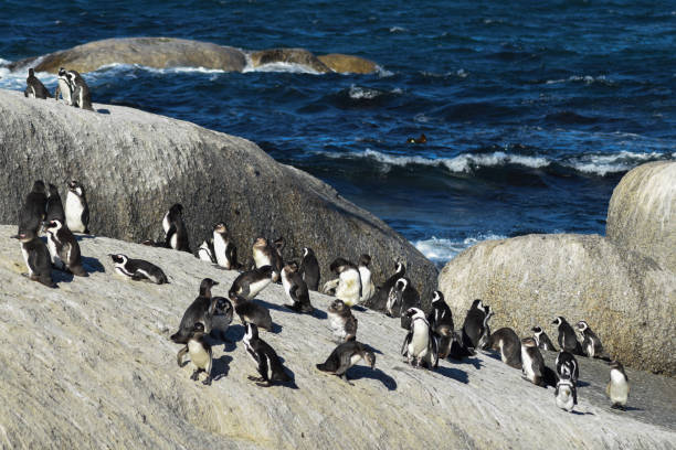 istock Penguins of South Africa 873370936