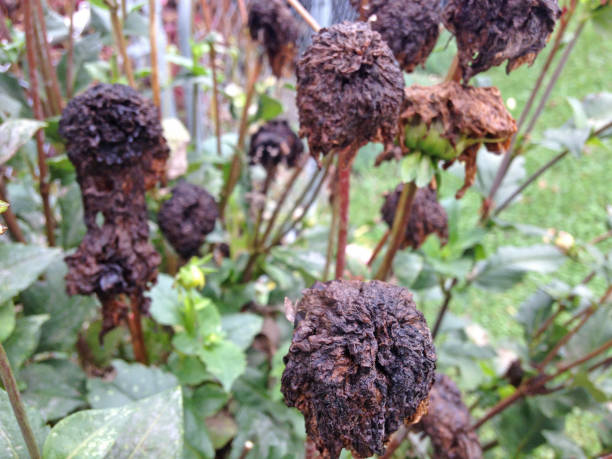 istock Dahlias killed by frost 873371048