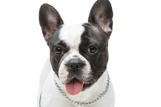 istock french bulldog dog isolated on white background 873371194