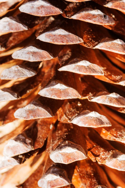 istock Pine Cones Los Alcazares 873371678