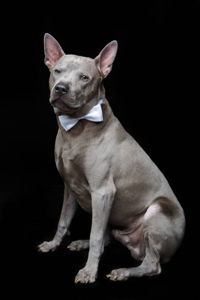 istock beautiful thai ridgeback dog with bow tie 873374968