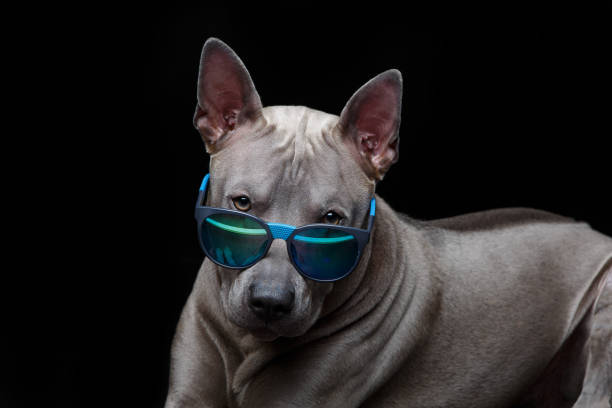 istock beautiful thai ridgeback dog in sun glasses 873375232