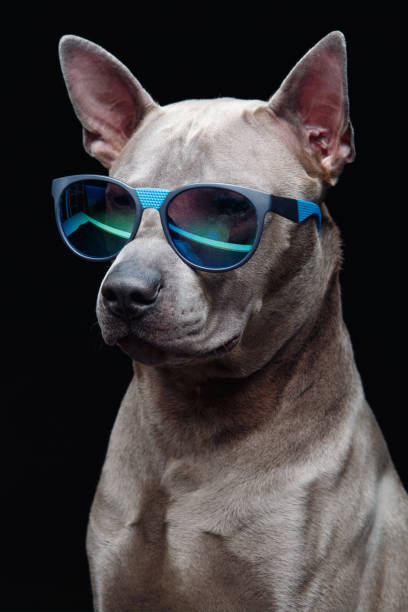 istock beautiful thai ridgeback dog in sun glasses 873375398