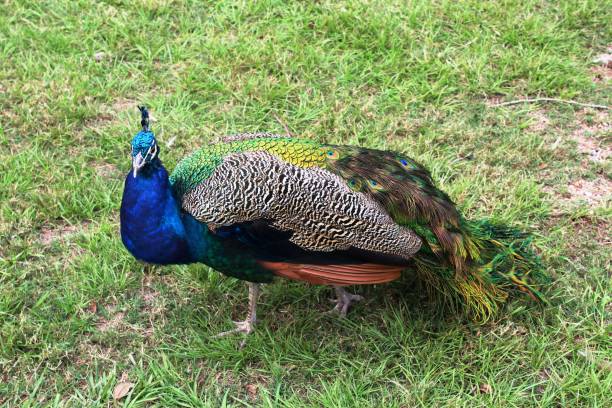 istock Peacock at The Texas Zoo 873375696