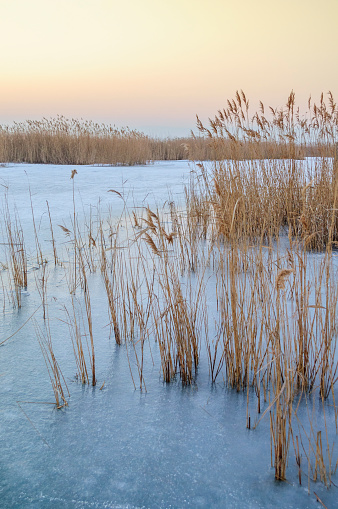 Ice and snow between reeds on the Neusiedlersee