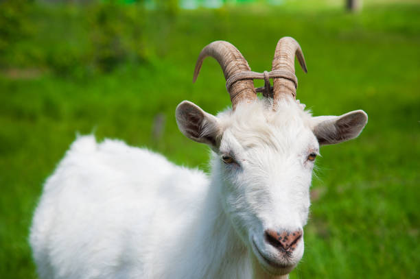 istock Domestic goats outdoor 873385828
