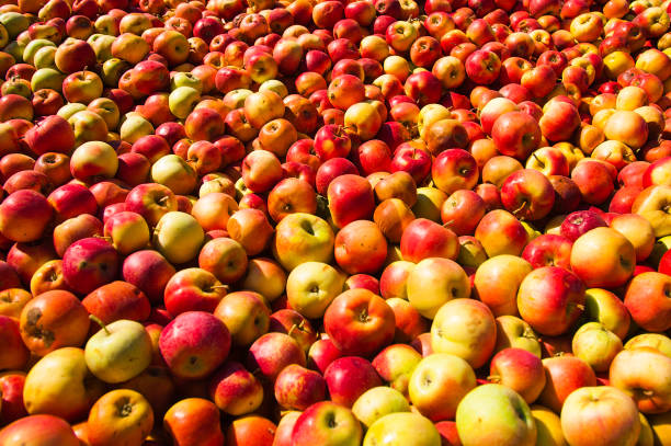 istock Ripe apples being processed and transported in an industrial production facility 873386338