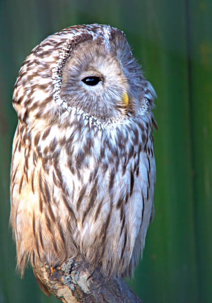 istock Ural owl sitting on a branch. beautiful owl. 873389084